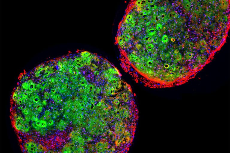Oliver Gardner Organoid 800x500 1
