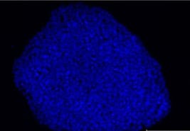 Refined and benchmarked homemade media for cost-effective, weekend-free human pluripotent stem cell culture image