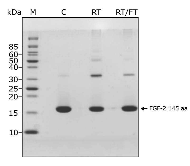 SDS PAGE of FGF-2 protein stored at room temperature for 14 days
