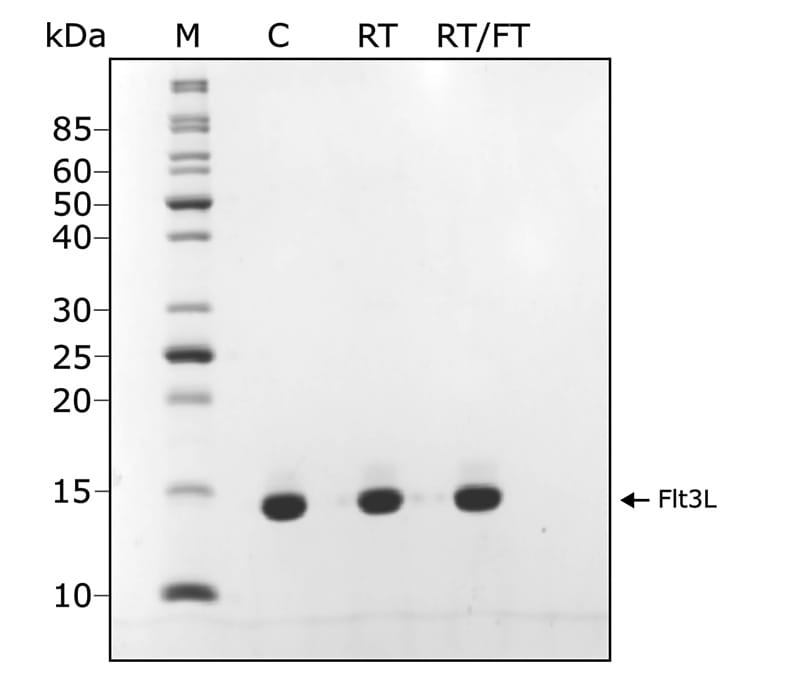 SDS PAGE of Flt3L protein stored at room temperature for 14 days