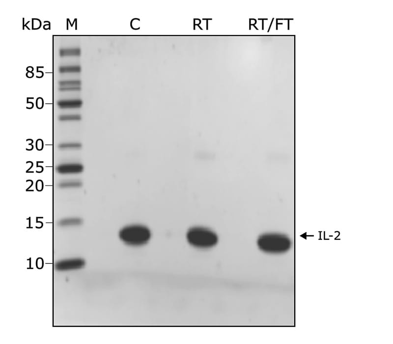 SDS PAGE of IL-2 protein stored at room temperature for 14 days