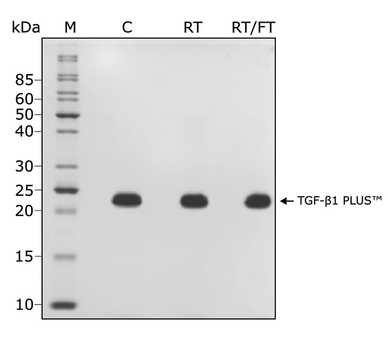 SDS PAGE of TGF-beta 1 protein stored at room temperature for 14 days