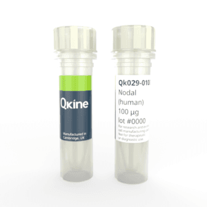Recombinant human nodal protein (Qk029) image