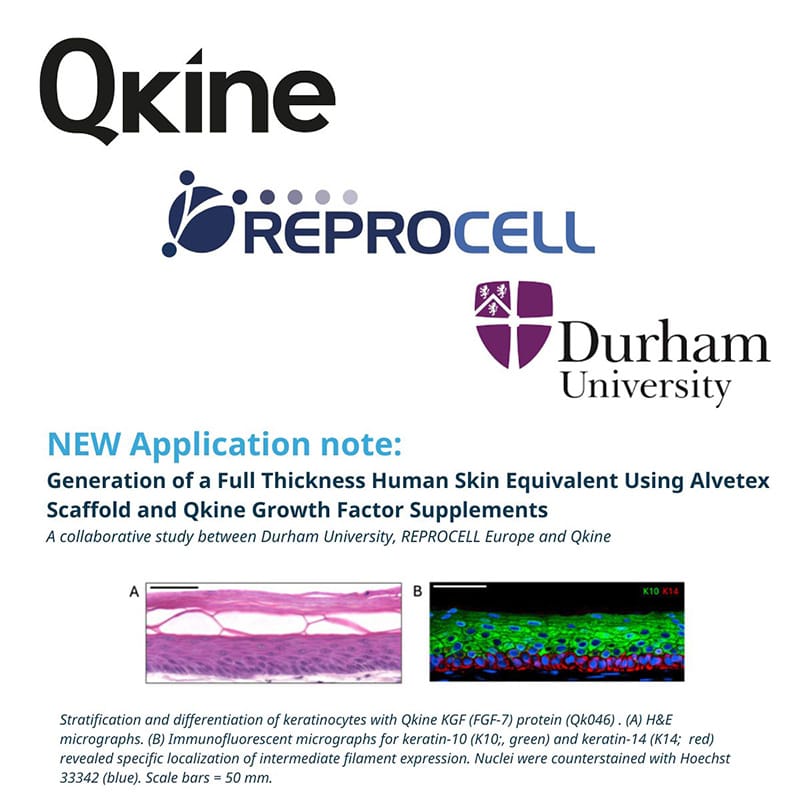 Qkine Reprocell 800