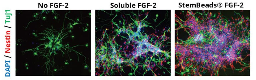 FGF 2 figure 3