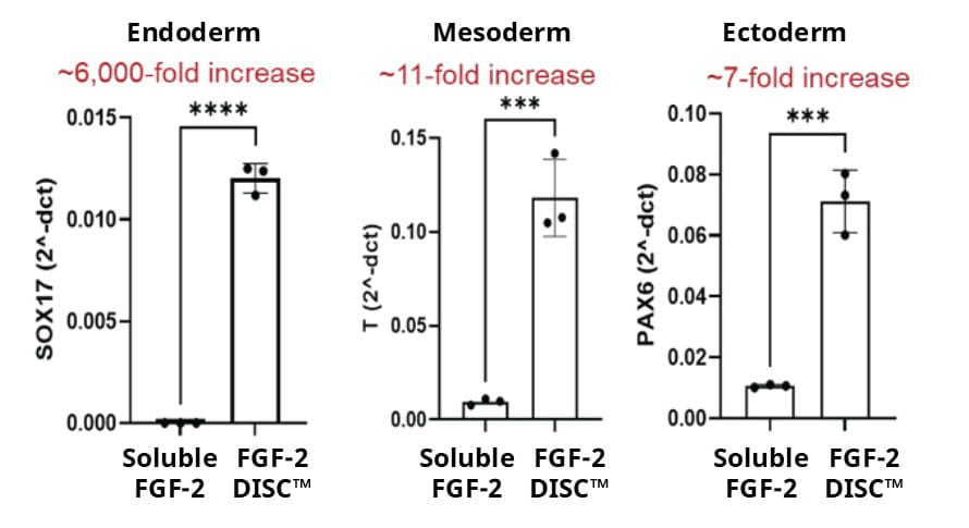 FGF 2 figure 4
