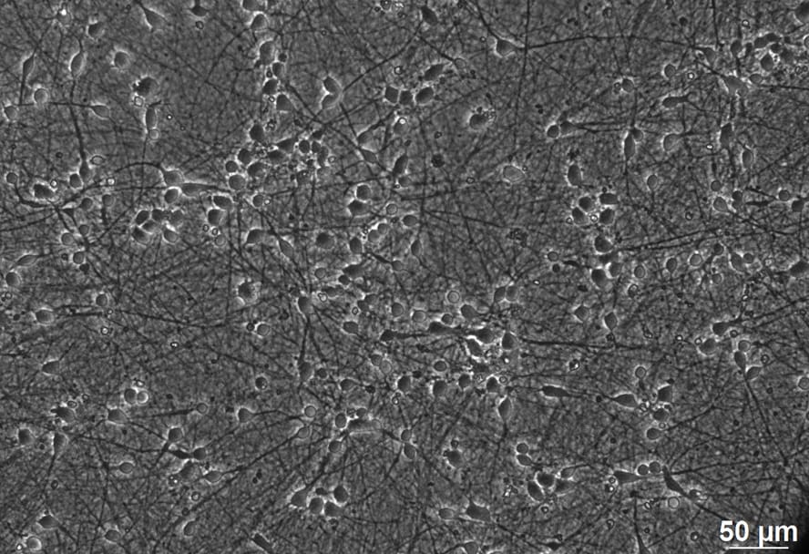 Neural cells