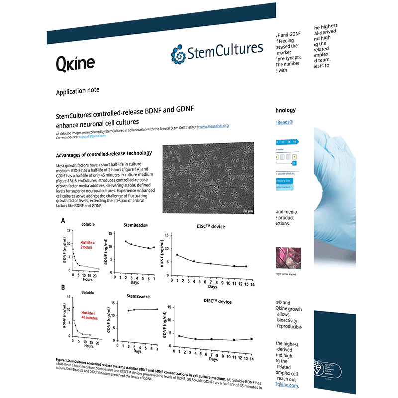 StemCultures controlled-release BDNF and GDNF enhance neuronal cell cultures image